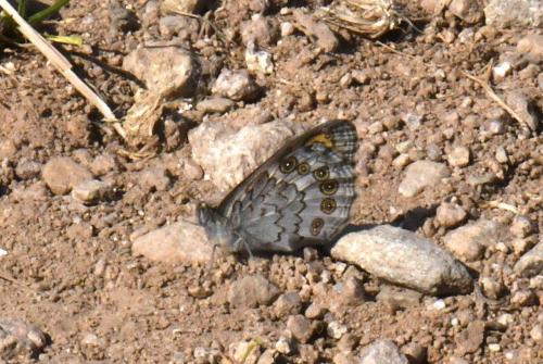 Lasiommata maera
